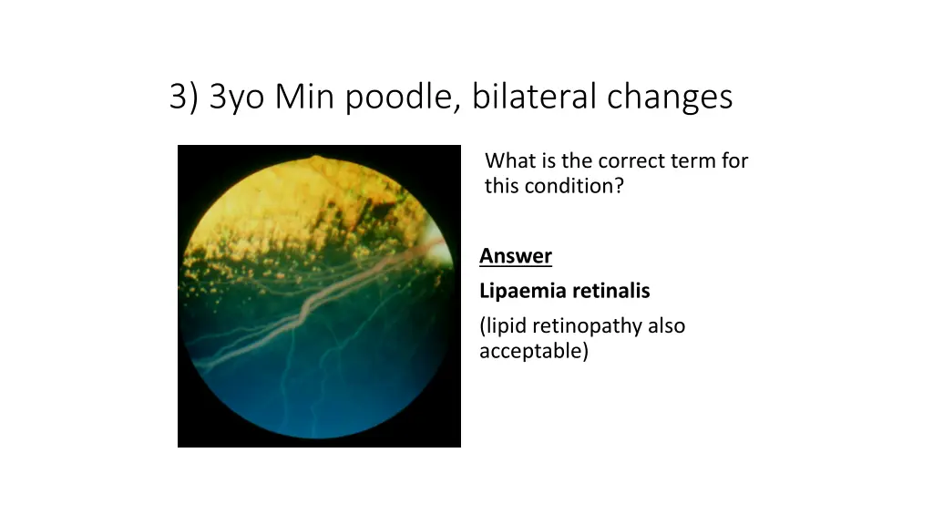 3 3yo min poodle bilateral changes