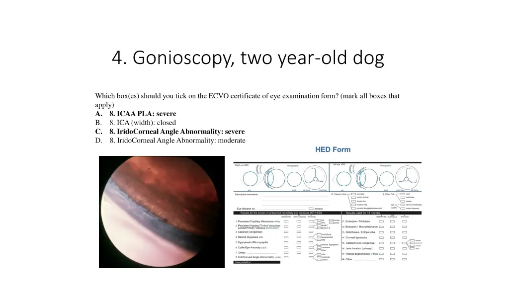 4 gonioscopy two year old dog