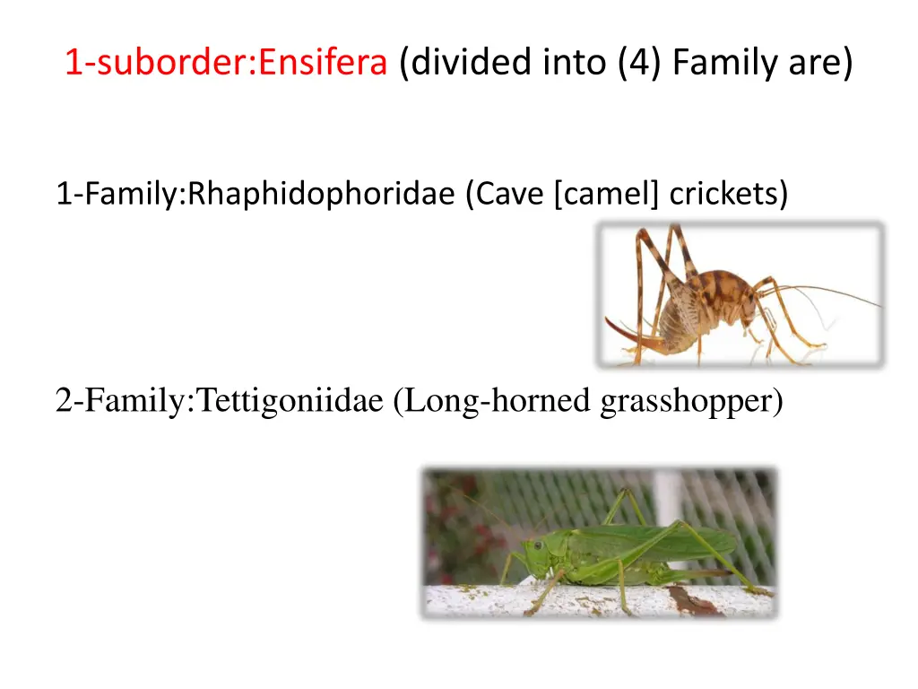 1 suborder ensifera divided into 4 family are