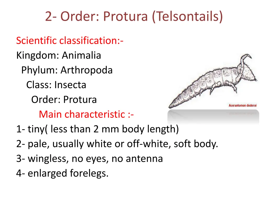 2 order protura telsontails