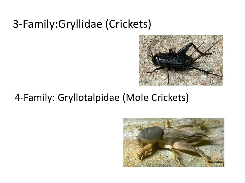 3 family gryllidae crickets
