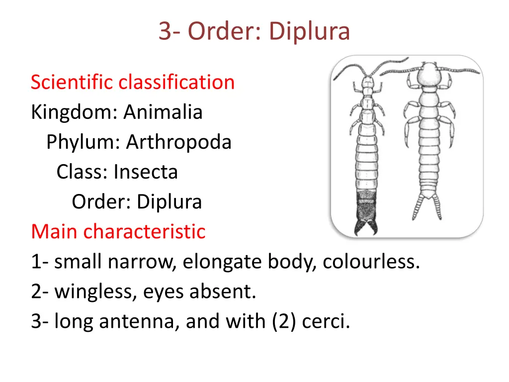 3 order diplura