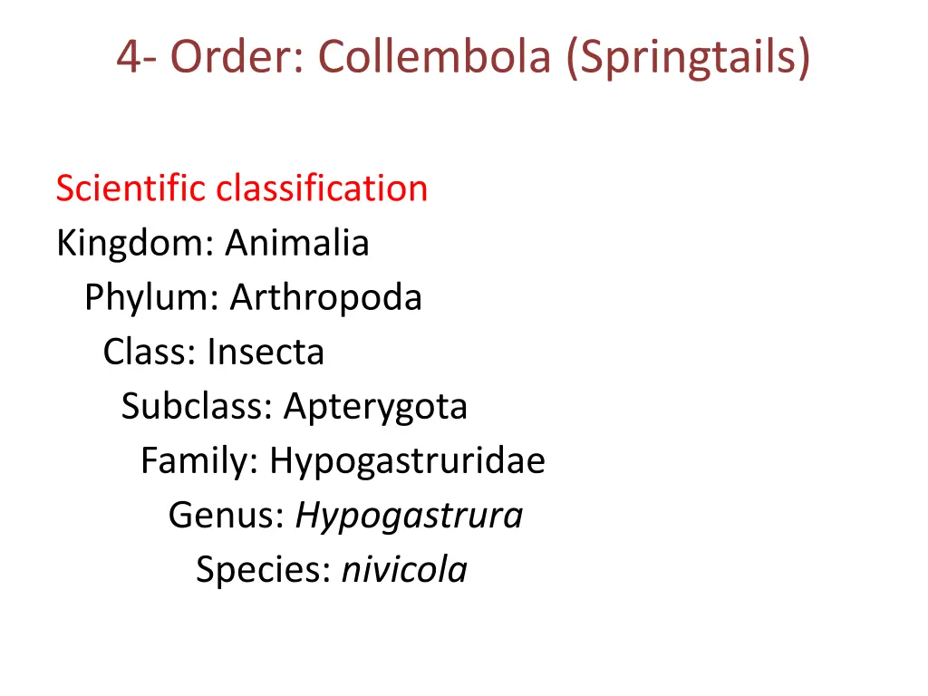 4 order collembola springtails