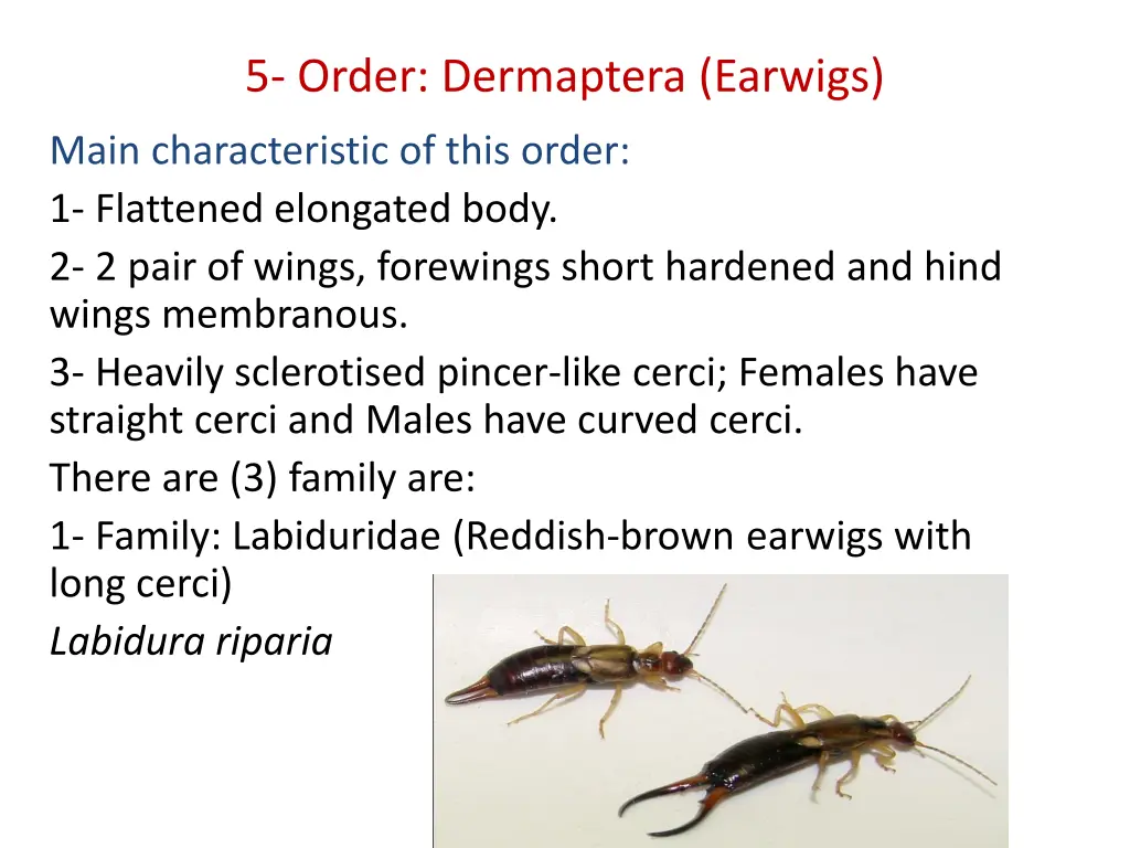 5 order dermaptera earwigs