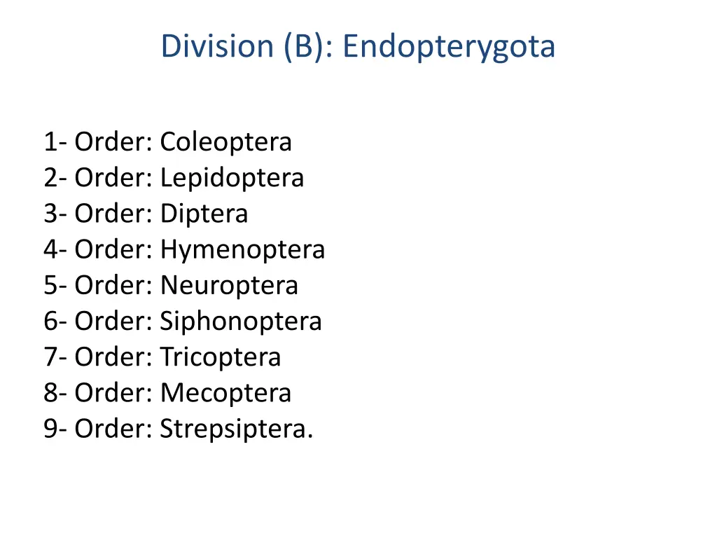 division b endopterygota