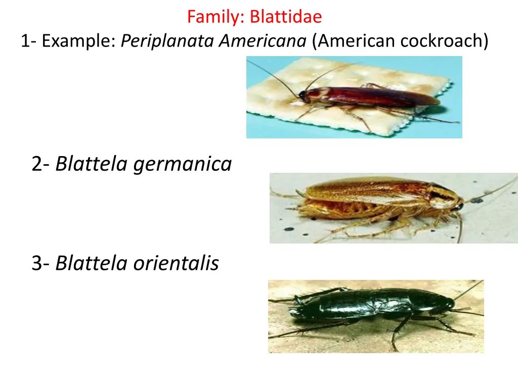 family blattidae