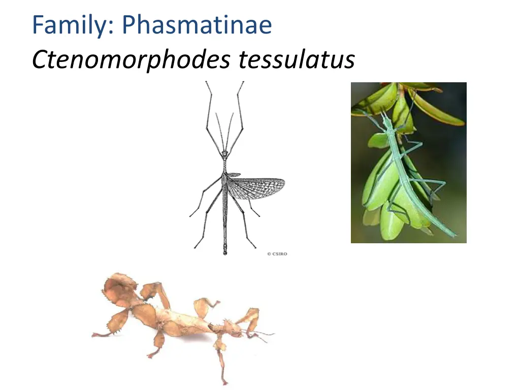 family phasmatinae ctenomorphodes tessulatus