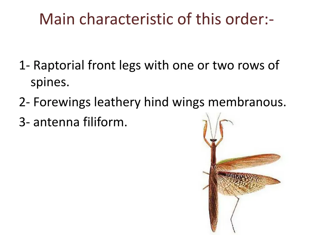 main characteristic of this order