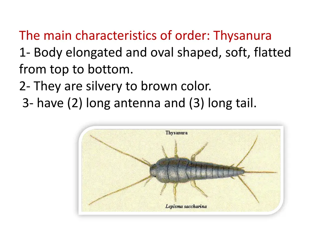 the main characteristics of order thysanura
