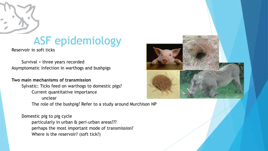 asf epidemiology reservoir in soft ticks