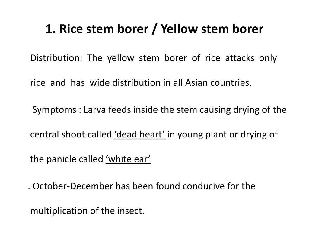 1 rice stem borer yellow stem borer