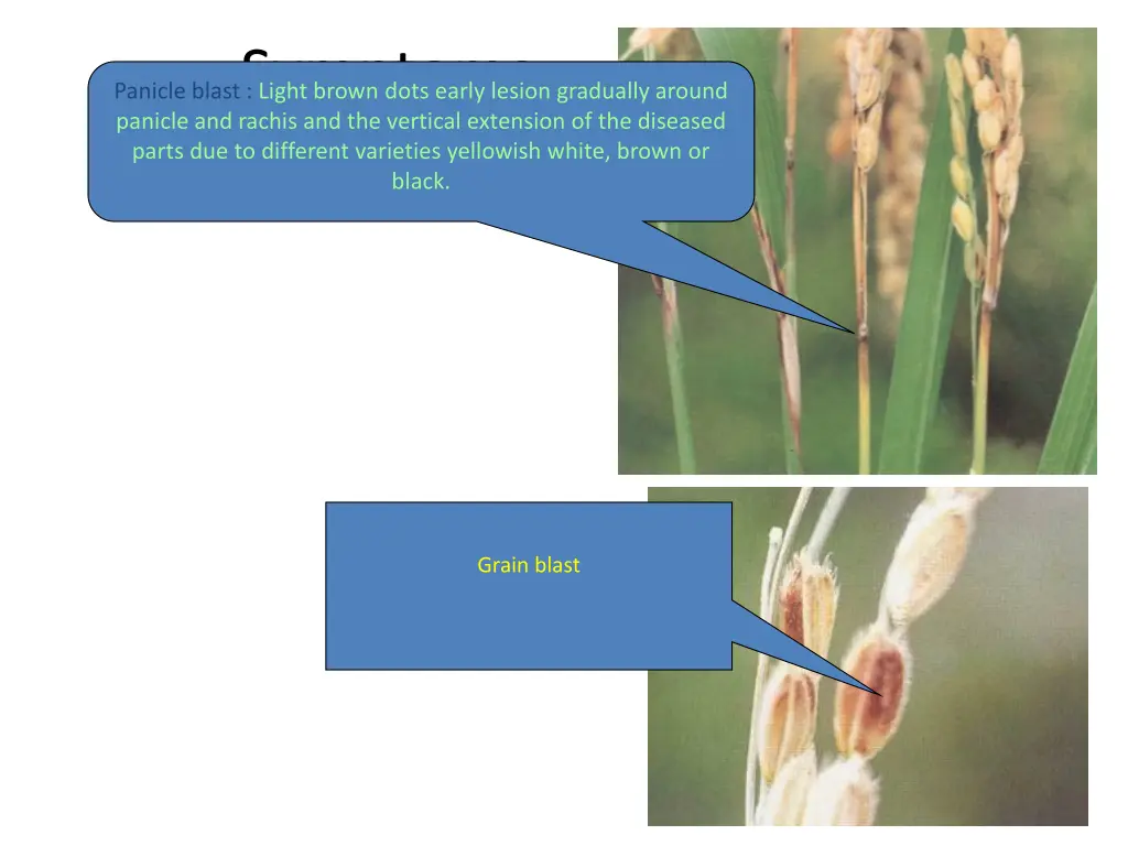 symptoms panicle blast light brown dots early