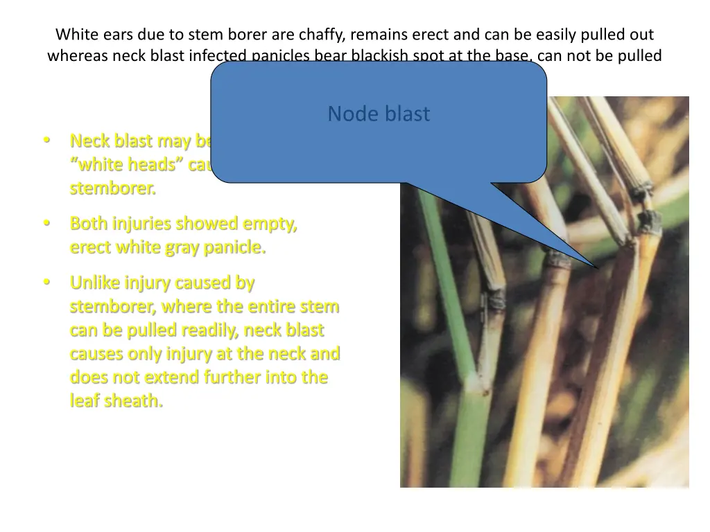 white ears due to stem borer are chaffy remains