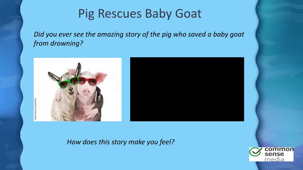 pig rescues baby goat