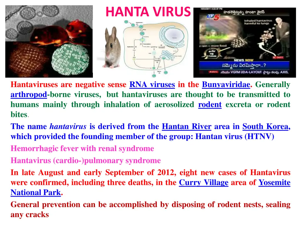 hanta virus