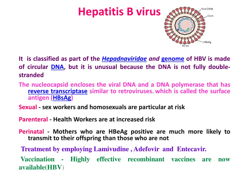 hepatitis b virus