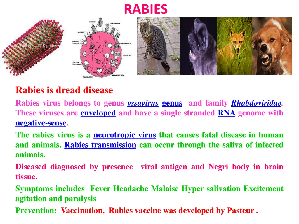 rabies