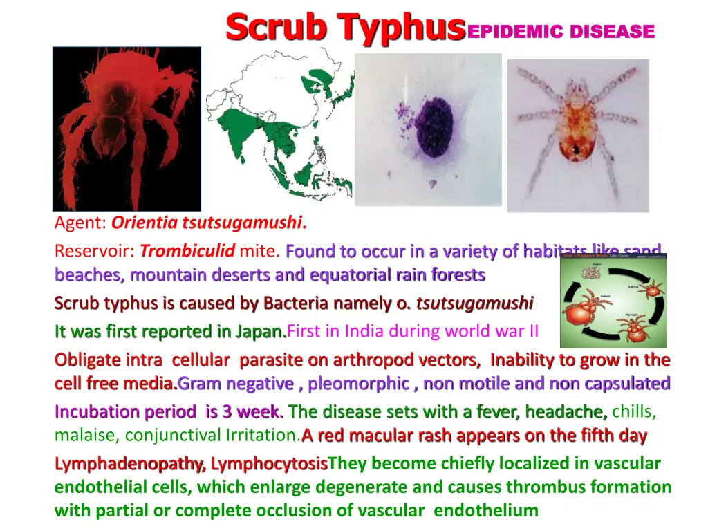 scrub typhus