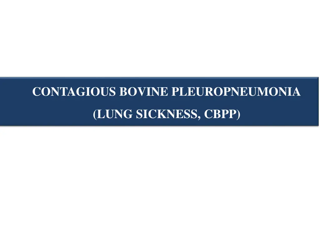 contagious bovine pleuropneumonia