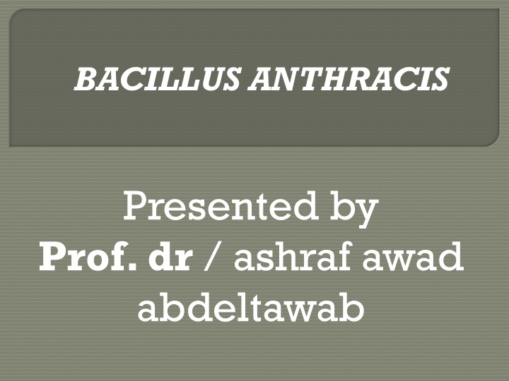 bacillus anthracis