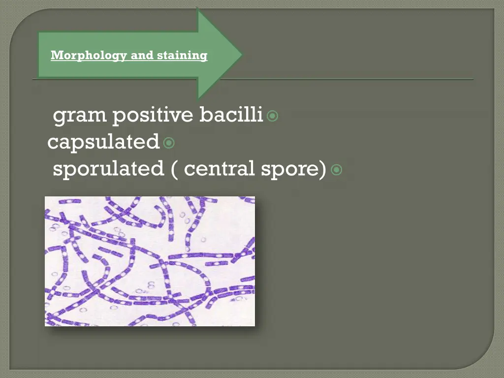 morphology and staining