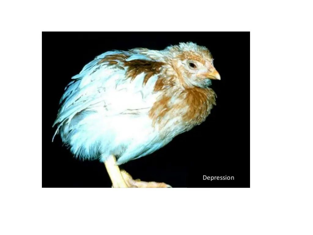 slide10