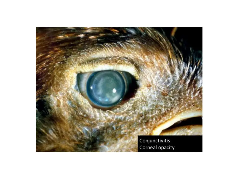 slide11