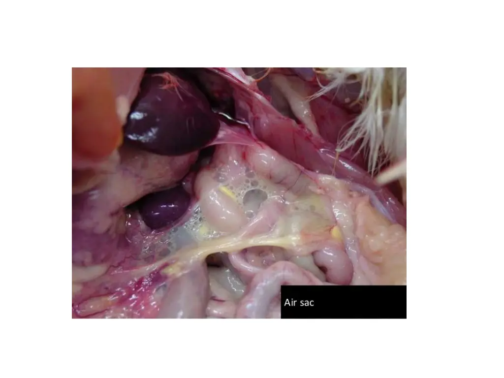 slide17