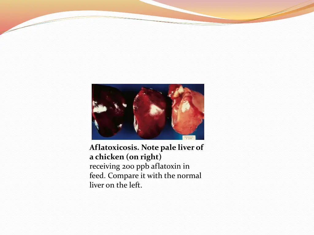 aflatoxicosis note pale liver of a chicken