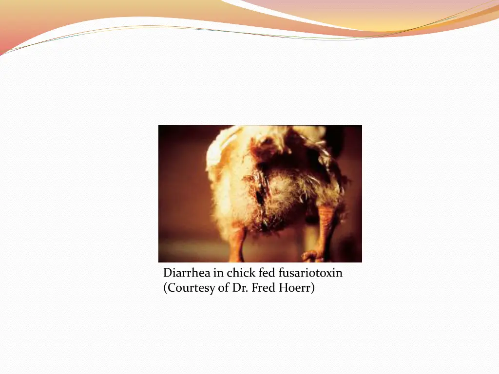 diarrhea in chick fed fusariotoxin courtesy