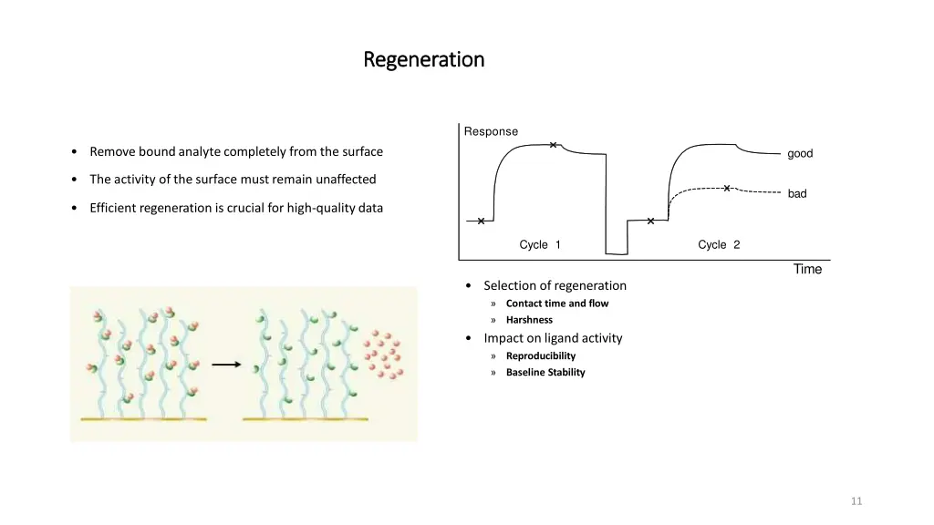 regeneration regeneration