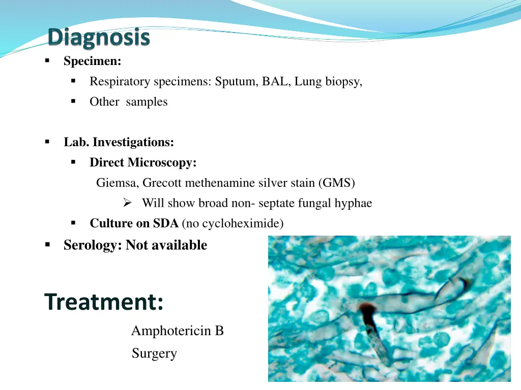 specimen respiratory specimens sputum bal lung