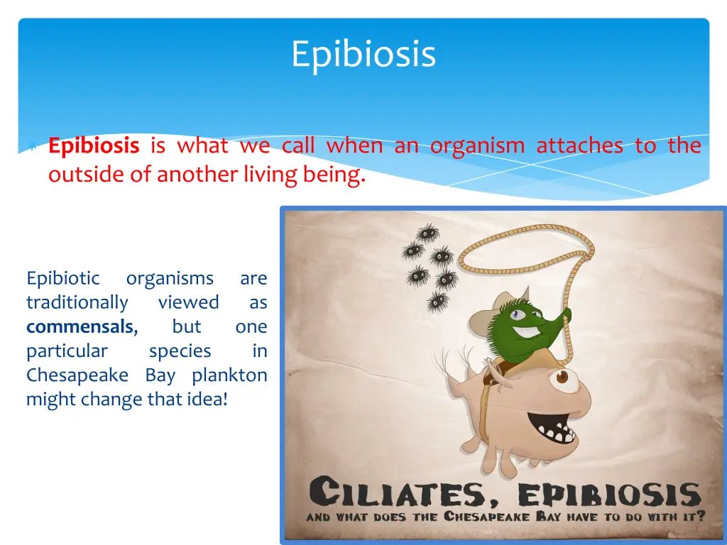 epibiosis
