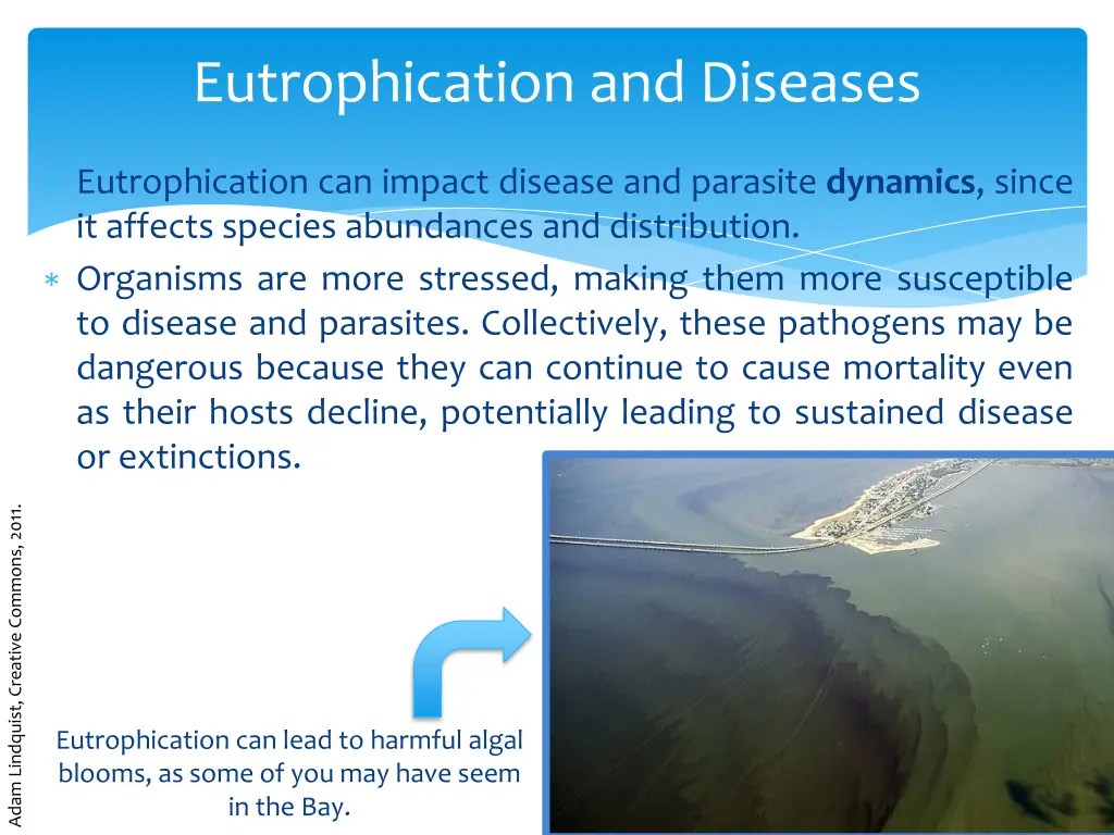 eutrophication and diseases