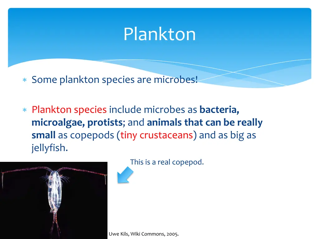 plankton