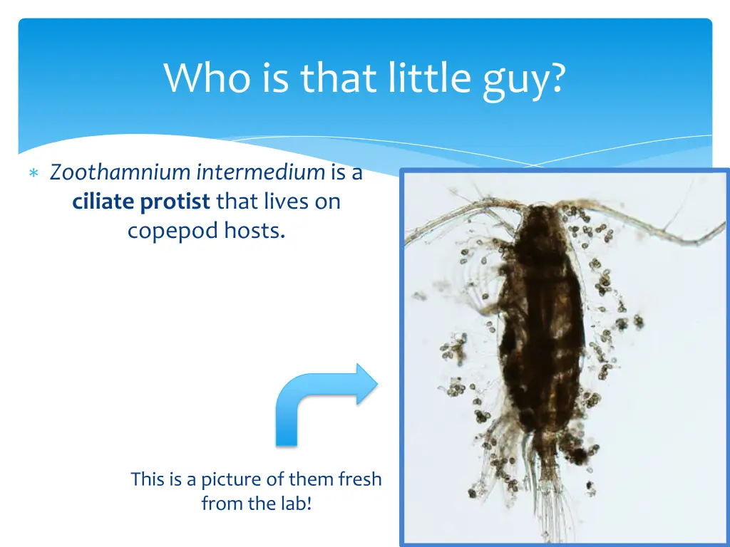 who is that little guy
