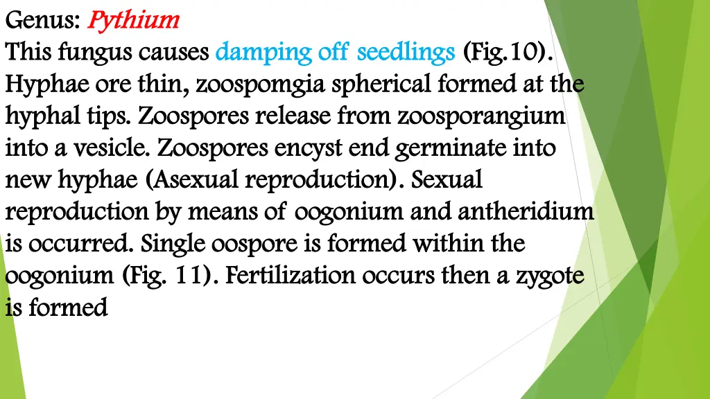 genus genus pythium pythium this fungus causes