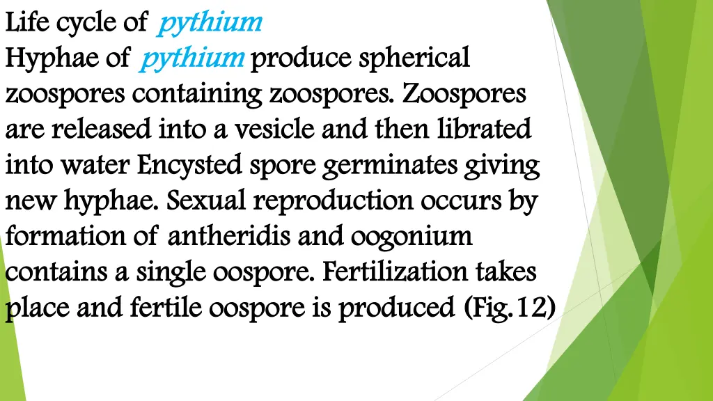 life cycle of life cycle of pythium hyphae