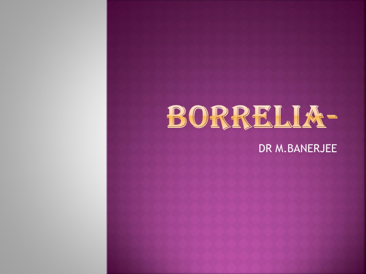 borrelia borrelia