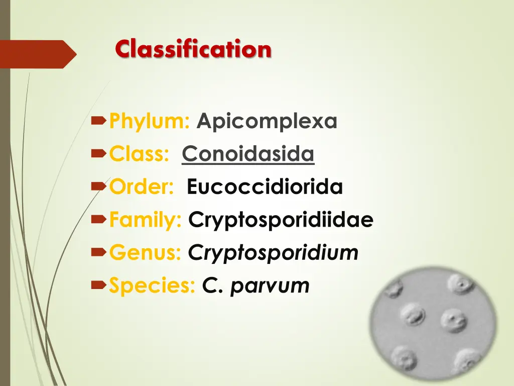 classification