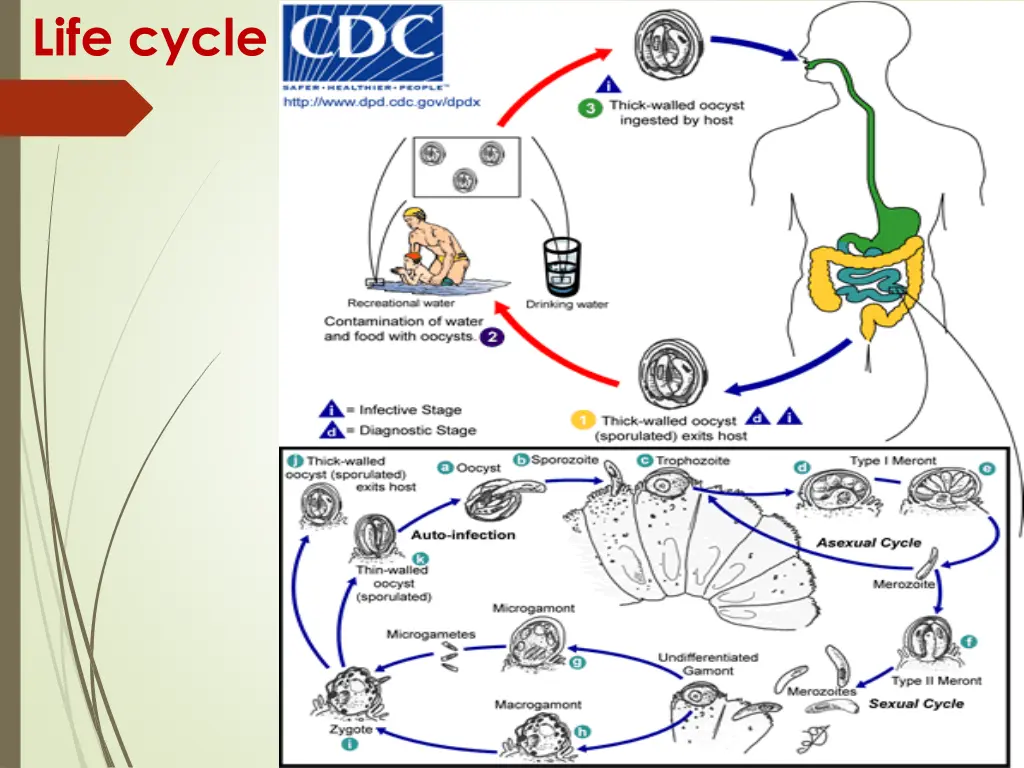 life cycle