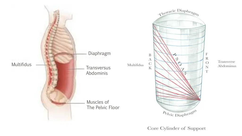 diaphragm