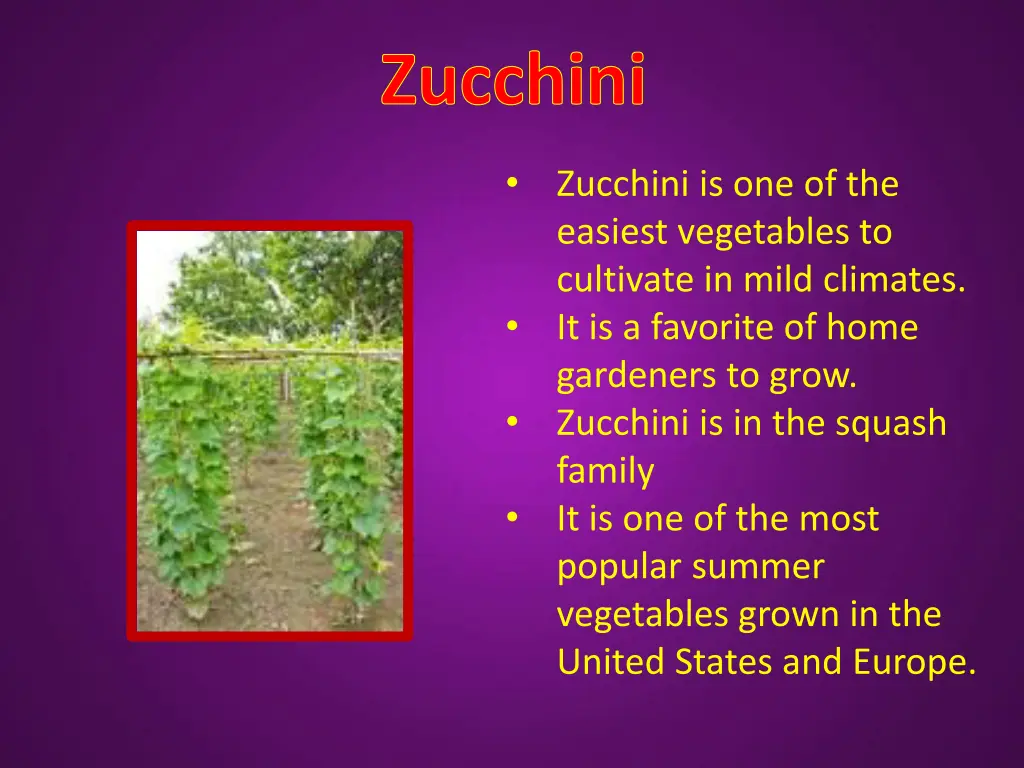 zucchini