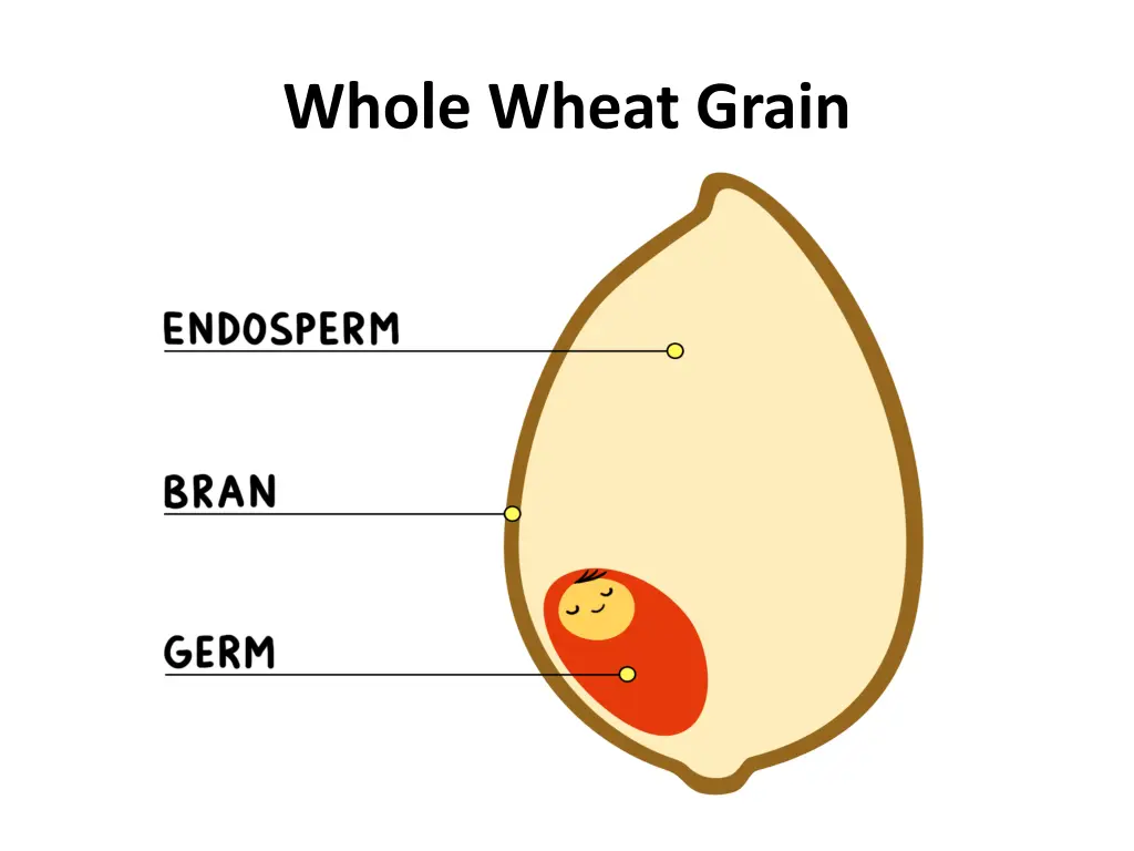 whole wheat grain