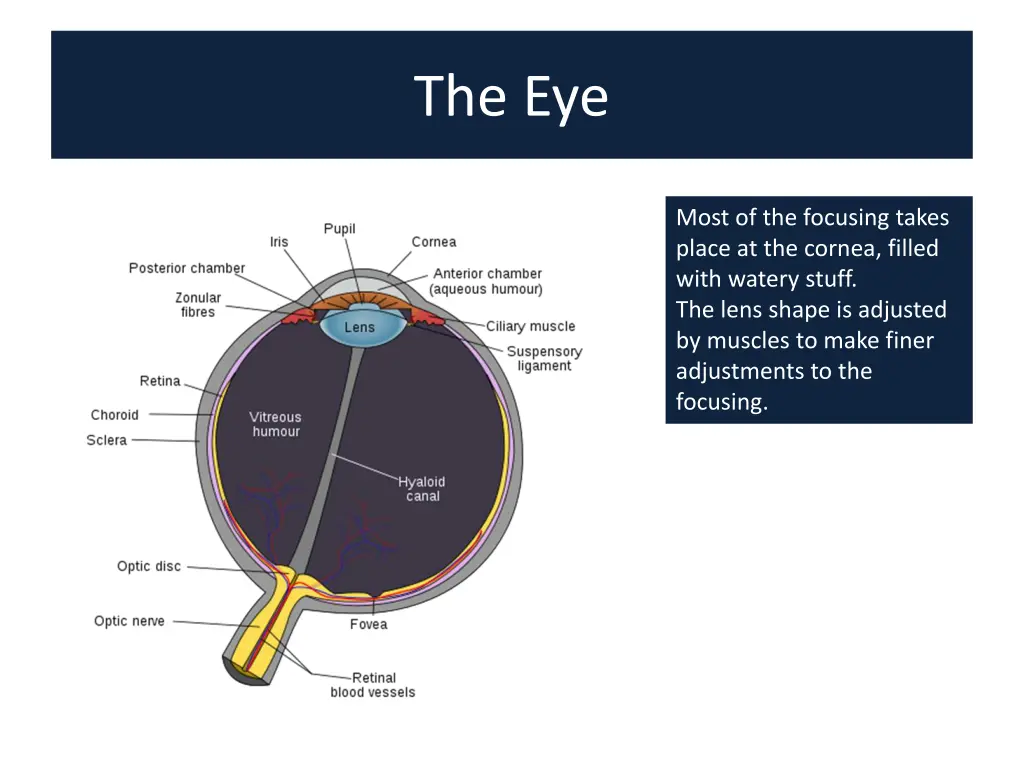 the eye