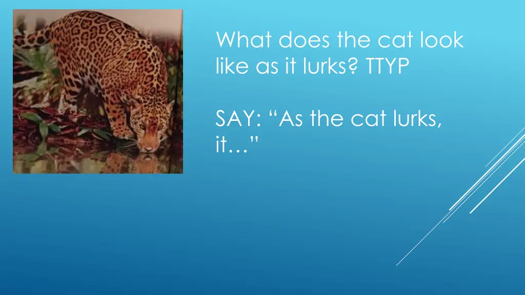 what does the cat look like as it lurks ttyp