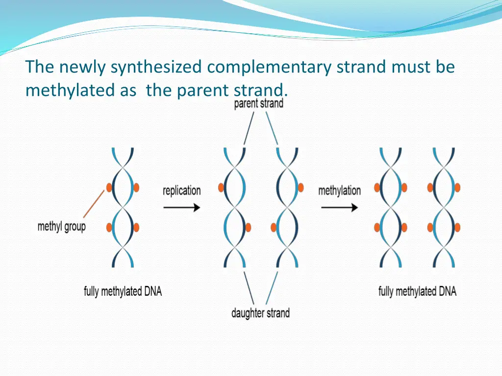 the newly synthesized complementary strand must