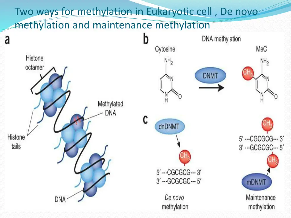 two ways for methylation in eukaryotic cell