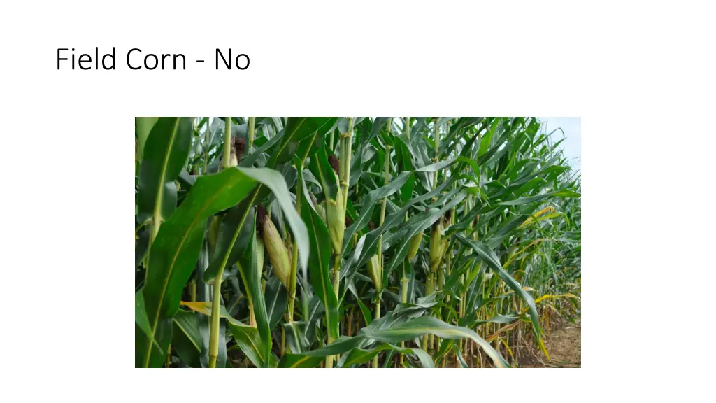 field corn no
