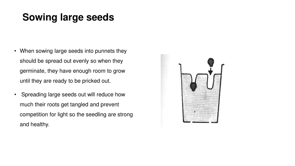 sowing large seeds